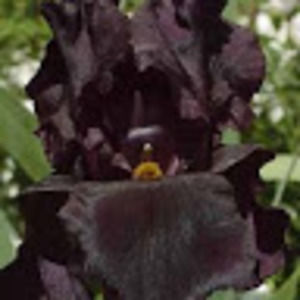 Meet your Posher, Louis